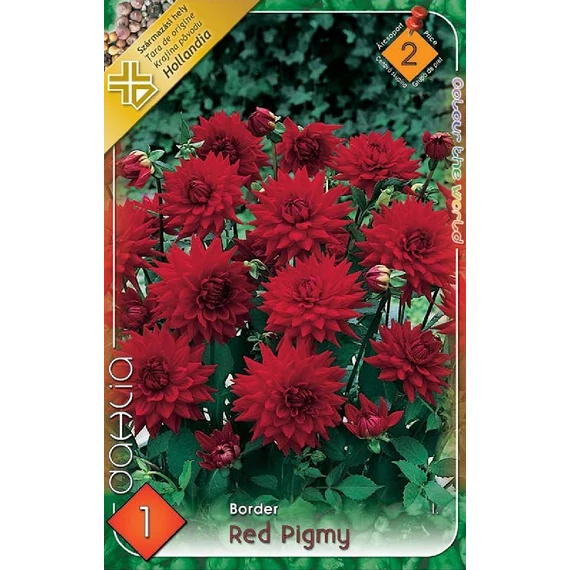 Dália virághagyma 1 db / csom Border / Red Pigmy  2 -es árcs. 