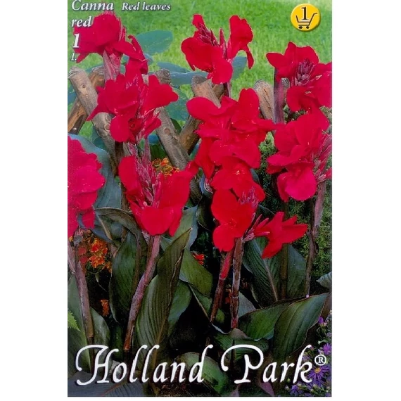Kána virághagyma 1 db / csom Canna / redleaves red  1 -es árcs. 