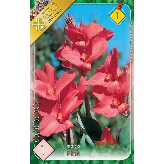 Kána virághagyma 1 db / csom Canna / pink  1-es árcs. 