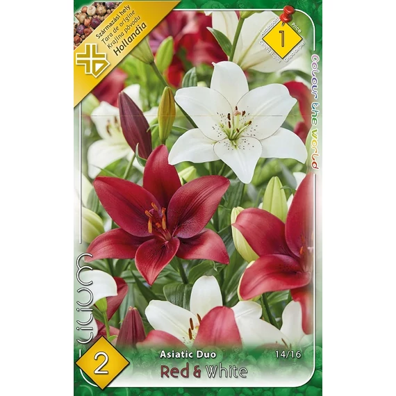Liliom virághagyma 2 db / csom Asiatic hybrid Red-White  1 -es árcs. 
