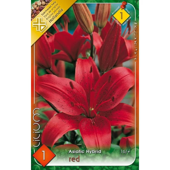 Liliom virághagyma 1 db / csom Asiatic hybrid Red  1 -es árcs. 