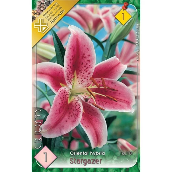 Liliom virághagyma 1 db / cs Oriental hybrid/Stargazer  1 -es árcs 