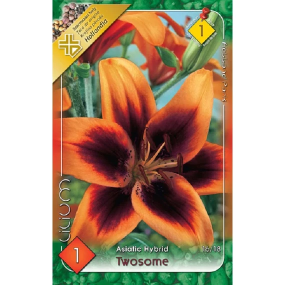 Liliom virághagyma 1 db / cs Asiatic hybrid/Twosome  1 -es árcs 