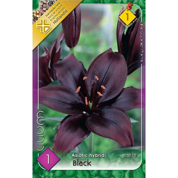 Liliom virághagyma 1 db / cs Asiatic hybrid/Black  1 -es árcs 