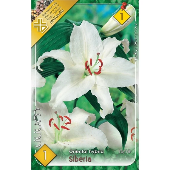 Liliom virághagyma 1 db / cs Oriental / Siberia  1 - es árcsop. 