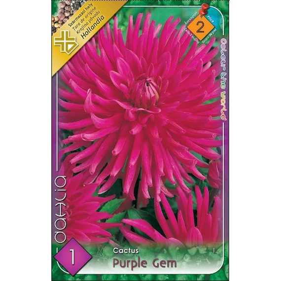 Dália virághagyma 1 db / cs Cactus/Purple Gem  2 - es árcsop. 