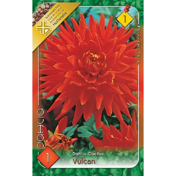 Dália virághagyma 1 db / cs Cactus / Vulcan  1 - es árcsop. 