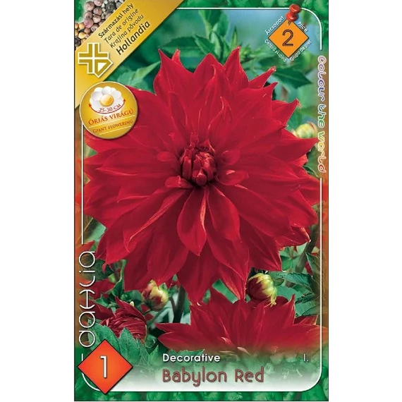 Dália virághagyma 1 db / cs. Babylon Red  2 - es árcsop. 