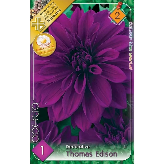 Dália virághagyma 1 db / cs Thomas Edison  2 - es árcsop. 