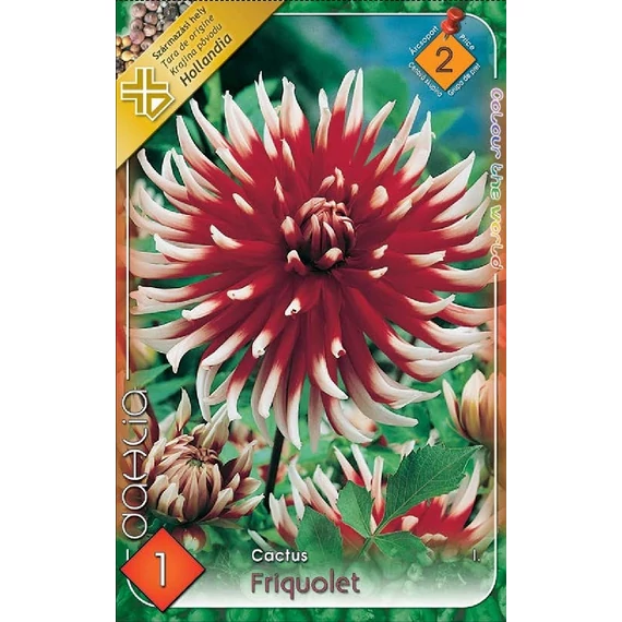 Dália virághagyma 1 db / cs Cactus/Friquolet  2 - es árcsop. 