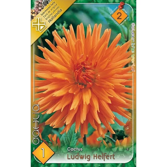 Dália virághagyma 1 db / cs Cactus/Ludwig Helfert  2- es árcsop. 