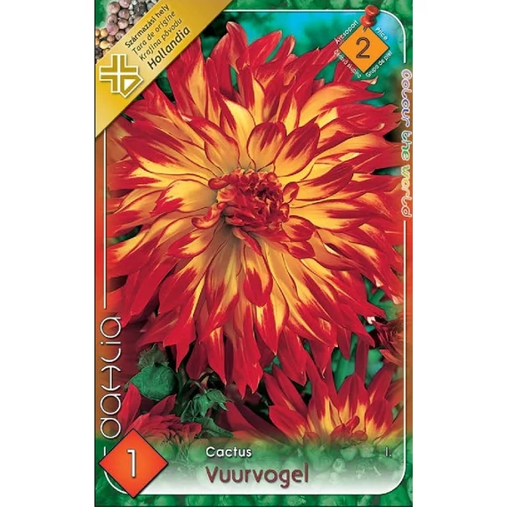 Dália virághagyma 1 db / cs Cactus / Vuurvogel  2 - es árcsop. 
