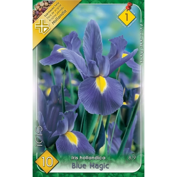 Írisz virághagyma 10 db / cs Hollandica Blue Magic  1 - es árcsop. 