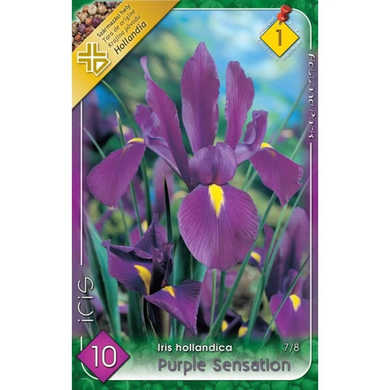 Írisz virághagyma 10 db / cs Hollandica Purple Sensation  1 -es árcs. 