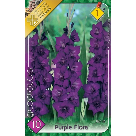 Kardvirág virágh. 10 db / cs Purple Flora  1 - es árcsop. 