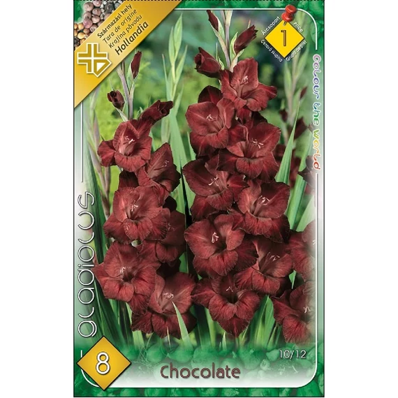 Kardvirág virágh. 8 db/cs Chocolate  1. árcsop. 