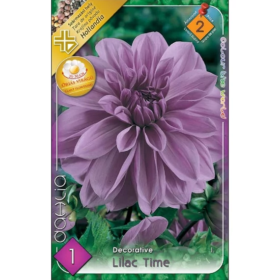 Dália virághagyma  1 db/cs Lilac Time  2. árcsop. 