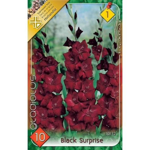 Kardvirág virágh. 10 db / csom Black Surprise  1 - es árcs 