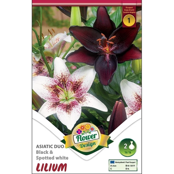 Liliom virághagyma 2 db / cs Asiatic Duo Black