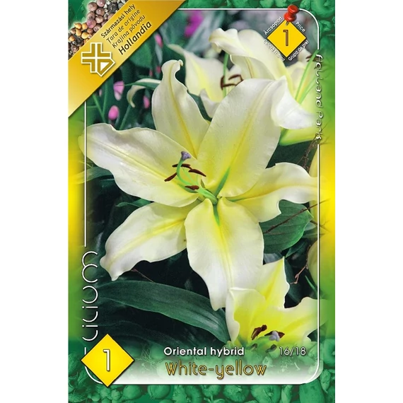 Liliom virághagyma 1 db / cs Oriental White - yellow  1 - es árcs. 