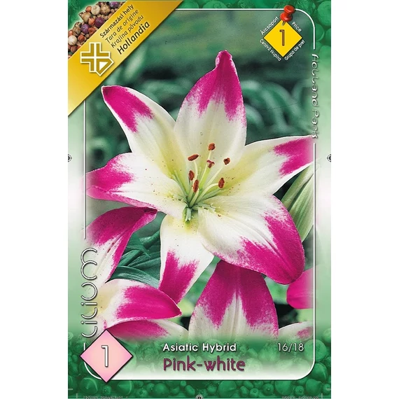 Liliom virághagyma 1 db / csom Asiatic hybrid Pink-White  1 -es árcs. 