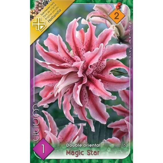 Liliom virághagyma 1 db / csom Double Oriental/Magic Star  2 -es árcs. 