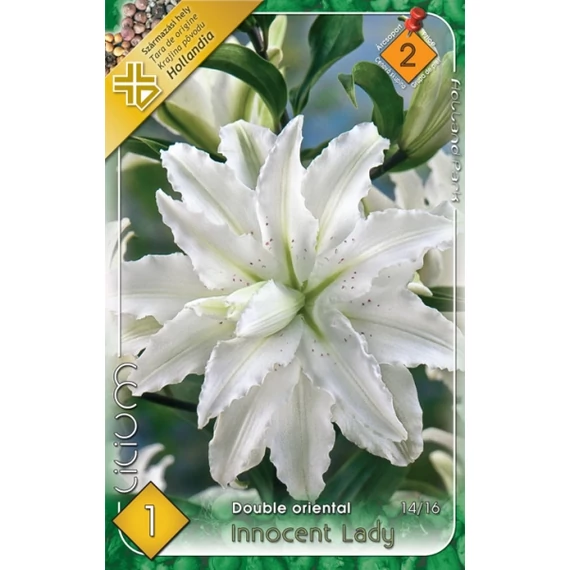 Liliom virághagyma 1 db / csom Double Oriental/Innocent Lady 2 -es árcs 