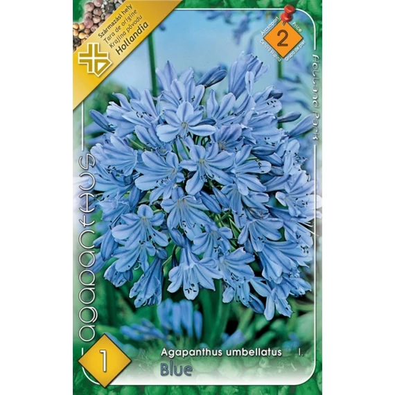 Szerelemvirág virágh. 1 db /cs Agapanthus umb./ Blue  2 - es árcs. 