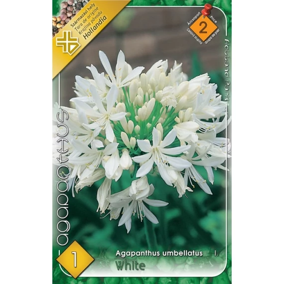 Szerelemvirág virágh. 1 db /cs Agapanthus umb./ White  2 - es árcs. 