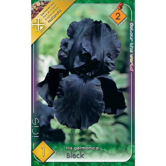 Írisz virághagyma 1 db / cs Germanica Black  2 - es árcsop. 