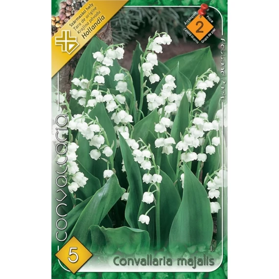 Gyöngyvirág virágh.  5 db/cs Convallaria majalis   2 árcsop. 