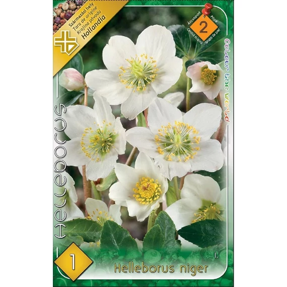 Hunyor virághagyma  1 db/cs Helleborus niger   2 árcsop. 