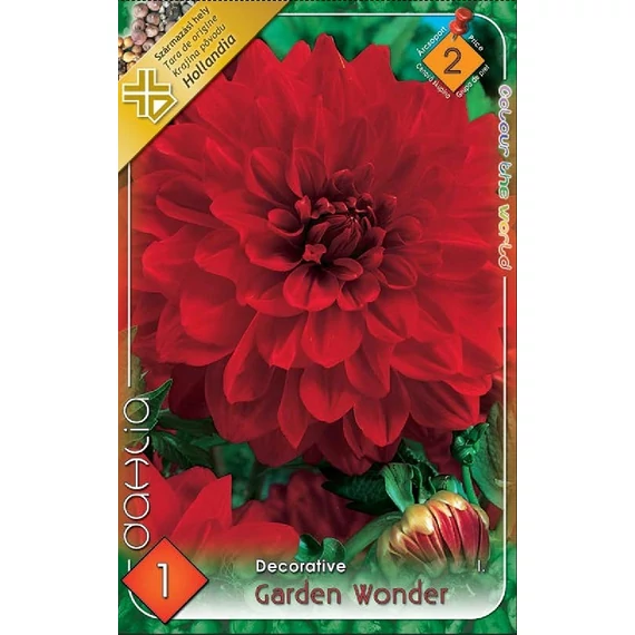 Dália virághagyma 1 db / cs Garden Wonder 2 -es árcsop. 