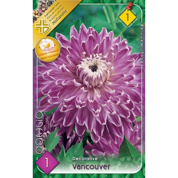 Dália virághagyma 1 db/cs Decorative Vancouver  1 árcsop. 