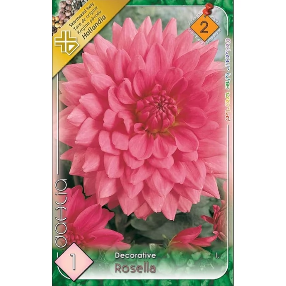 Dália virághagyma 1 db / csom Dahlia / Rosella  2 -es árcsop. 