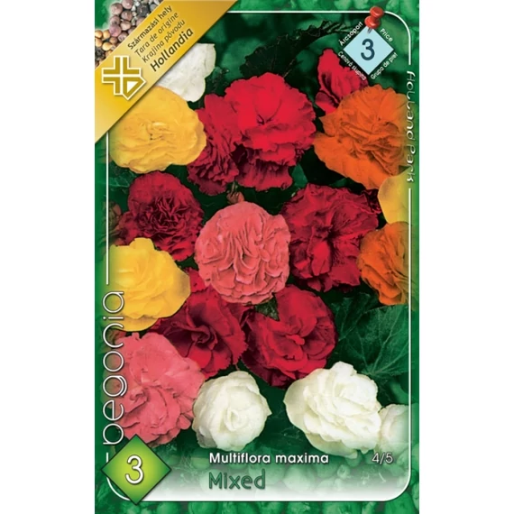 Begónia virághagyma 3 db /csom Multiflora Maxima/Mixed  3 -as árcs. 