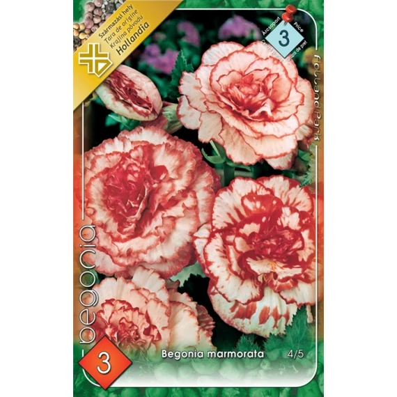 Begónia virághagyma 3 db /csom Begonia marmorata  3 -as árcs. 