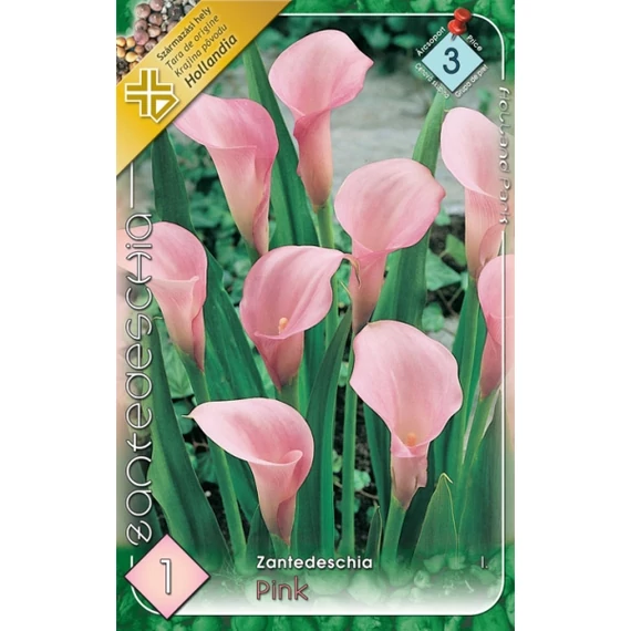 Kála virághagyma 1 db / cs Zantedeschia / Pink  3 - as árcsop. 