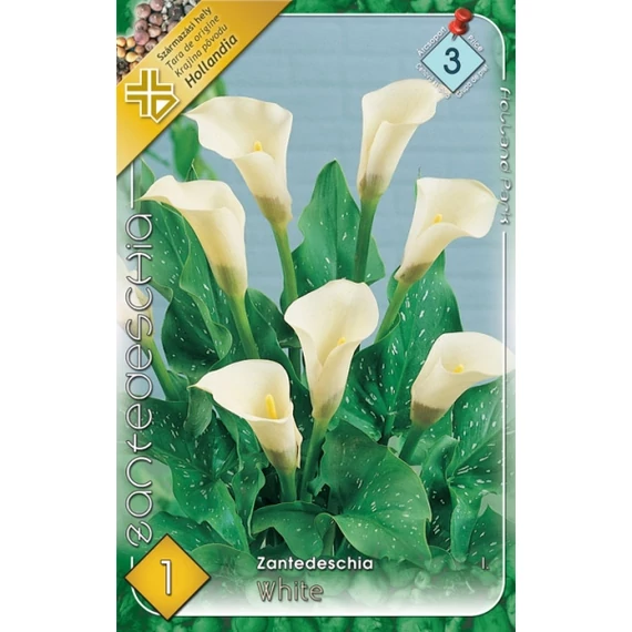 Kála virághagyma 1 db / cs Zantedeschia / White  3 - as árcsop. 