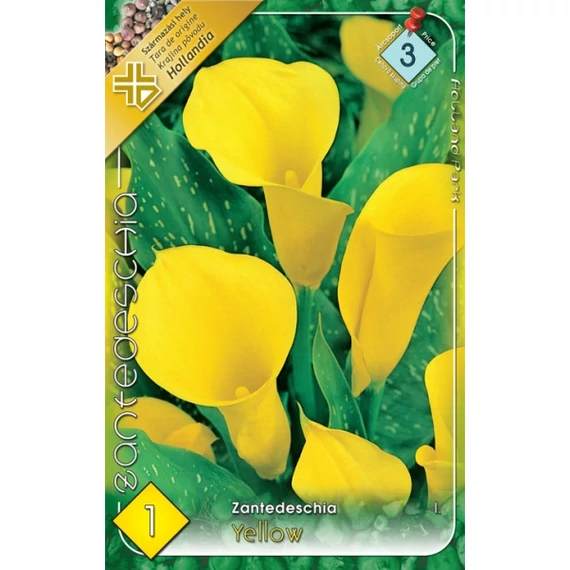 Kála virághagyma 1 db / cs Zantedeschia / Yellow  3 - as árcsop. 