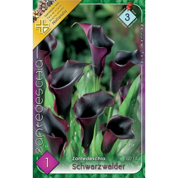 Kála virághagyma 1 db / cs Zantedeschia / Schwarzwalder 3 - as árcsop.
