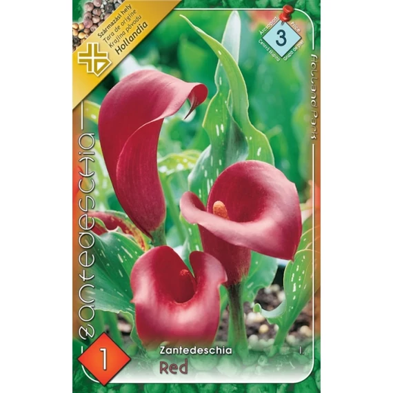 Kála virághagyma 1 db / cs Zantedeschia / Red  3 - as árcsop. 