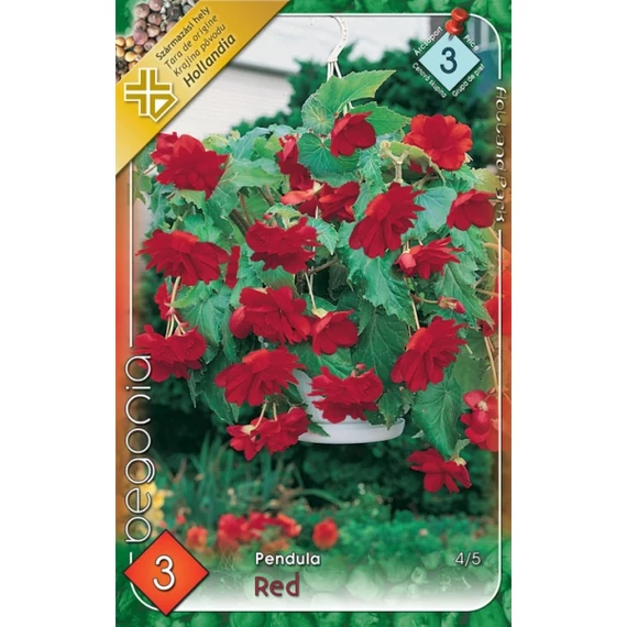 Begónia virághagyma 3 db / cs Pendula Red  3 - as árcsop. 