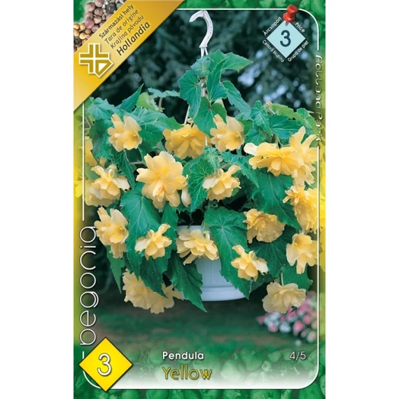 Begónia virághagyma 3 db / cs Pendula Yellow  3 - as árcsop. 