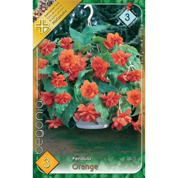 Begónia virághagyma 3 db / cs Pendula Orange  3 - as árcsop. 