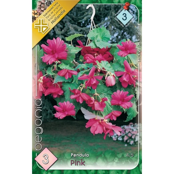 Begónia virághagyma 3 db / cs Pendula Pink  3 - as árcsop. 