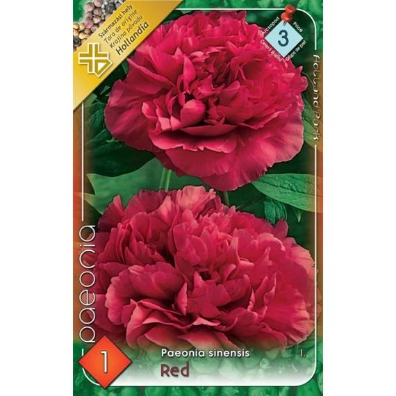 Pünkösdirózsa virágh. 1 db /cs Paeonia sinensis / Red  3- as árcsop. 