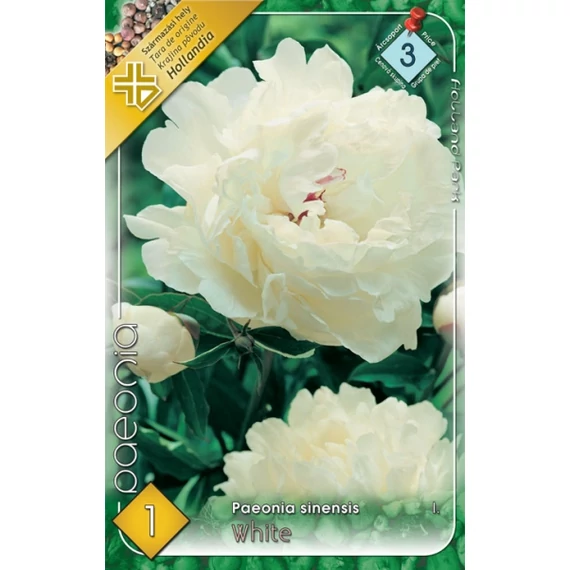 Pünkösdirózsa virágh. 1 db /cs Paeonia sinensis / White  3 - as árcsop. 