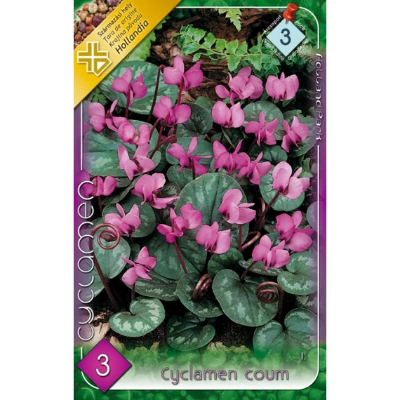Ciklámen virághagyma  3 db/cs Cyclamen coum  3 árcsop. 