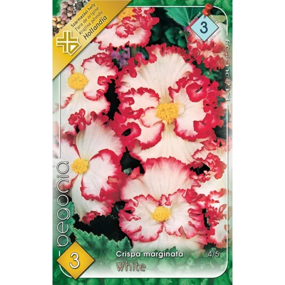 Begónia virághagyma 3 db / cs Crispa marginata white  3 - as árcs. 